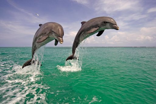 Großer Tümmler (Tursiops truncatus), Delphin, Delfin, Paar, adult, springt aus dem Wasser, Karibik, Roatan, Honduras, Zentralamerika, Mittelamerika